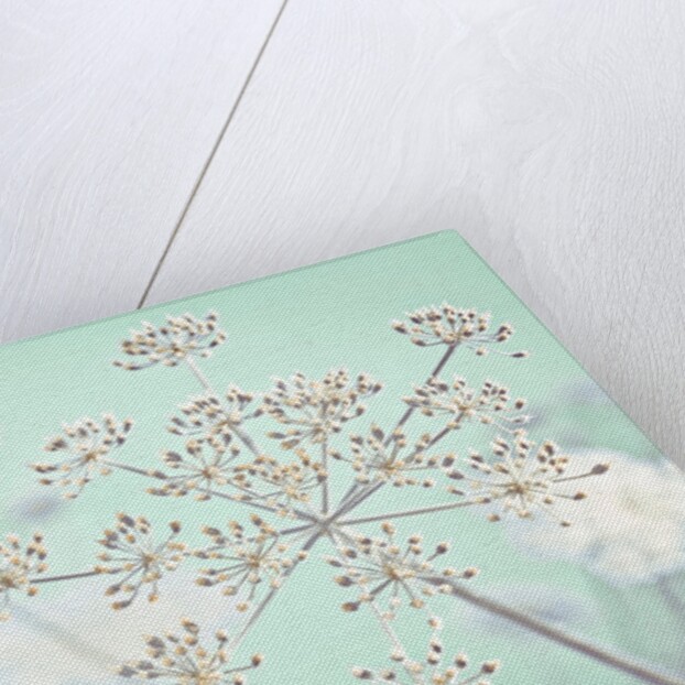 Cow parsley flower by Assaf Frank